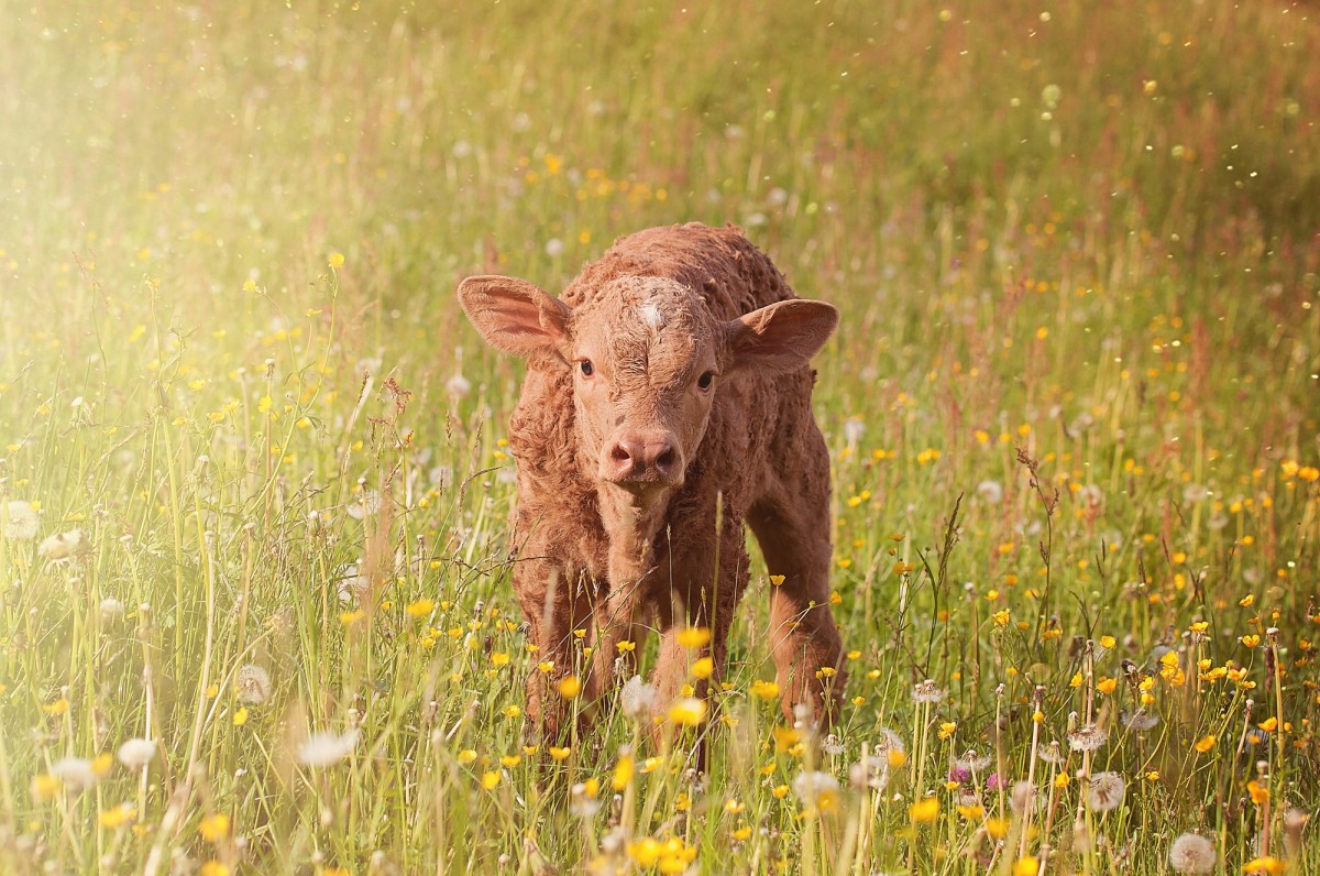 calf_young_animal_beef_livestock_cattle_grass_meadow_pasture-875995-jpgd